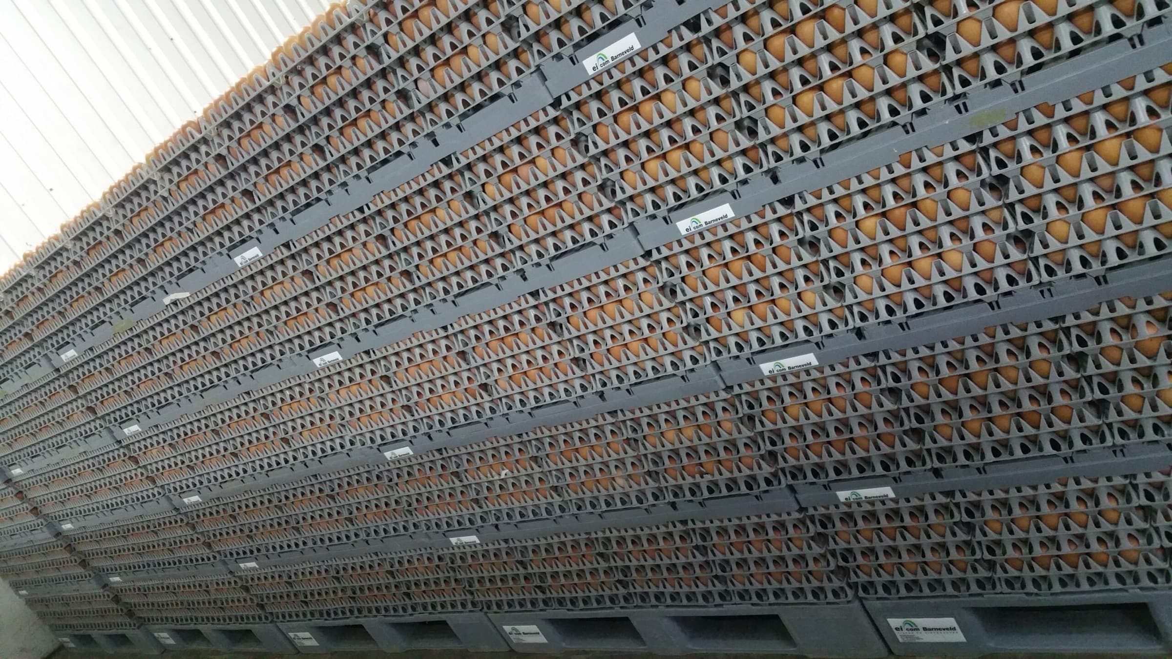 Hoge stapels eiertrays bij Eicom Barneveld