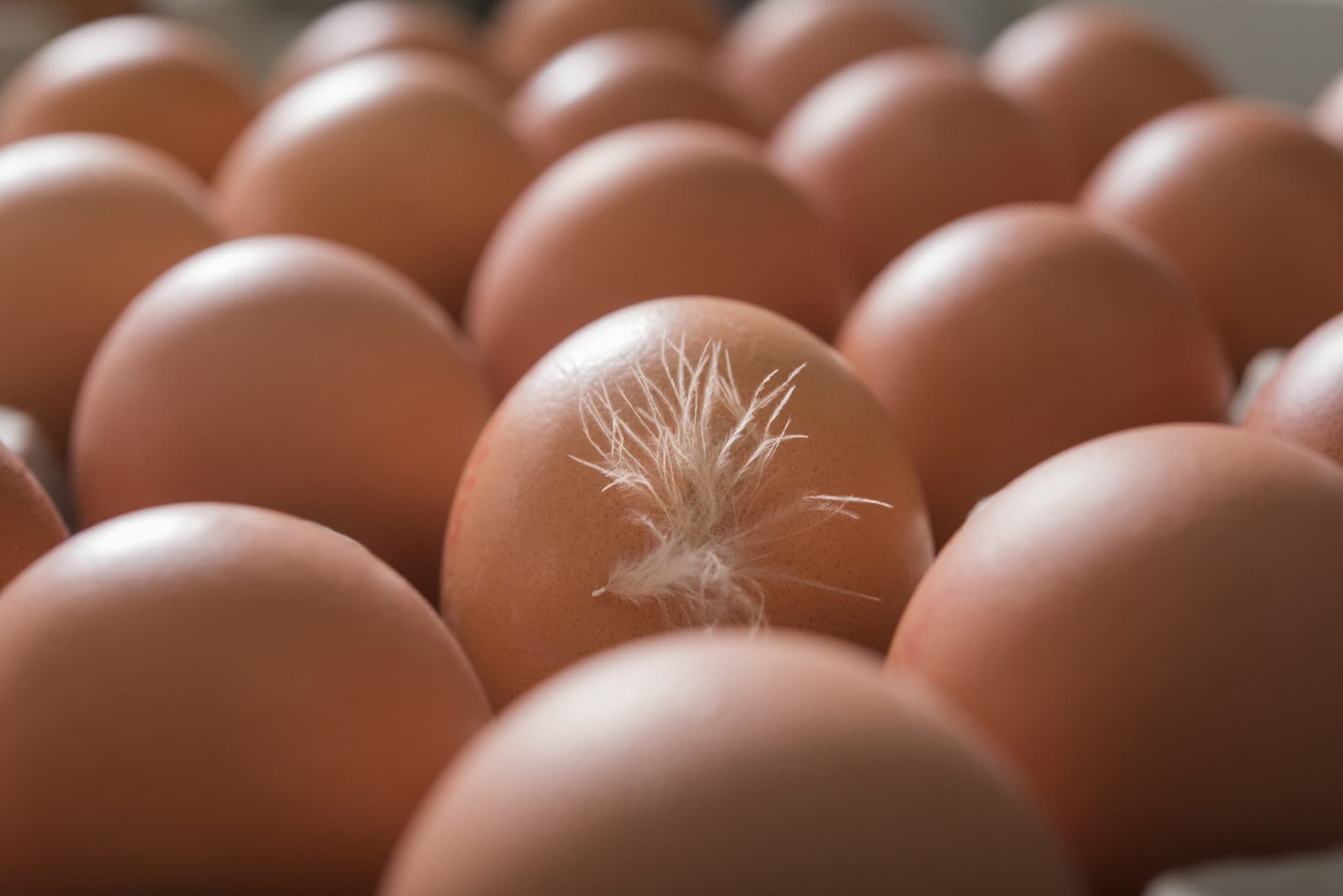 Fresh brown eggs with a feather
