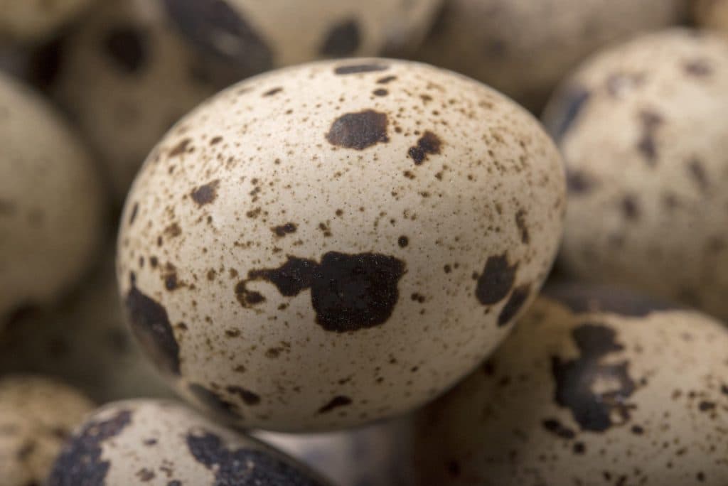 Speckled quail eggs