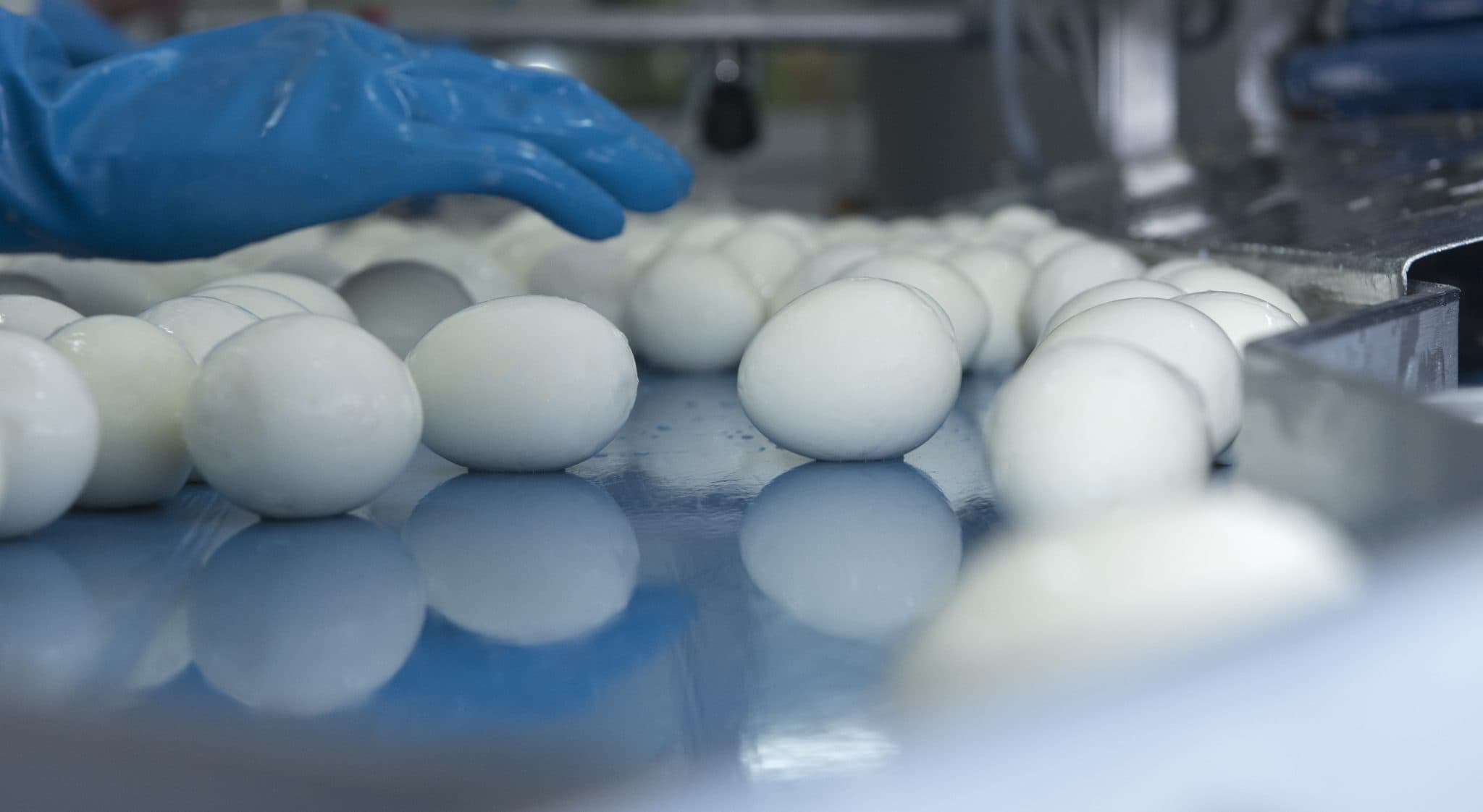 Boiled and peeled eggs on the production line at Eicom Barneveld