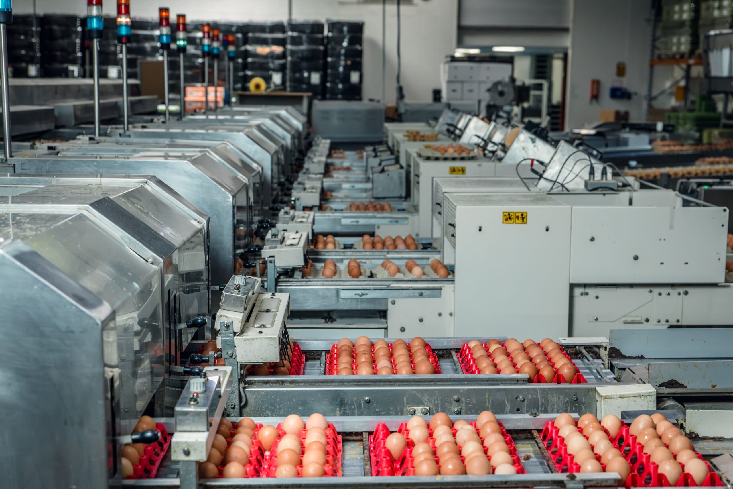 Sorteerlijnen met eieren in de productiehal van Eicom Barneveld