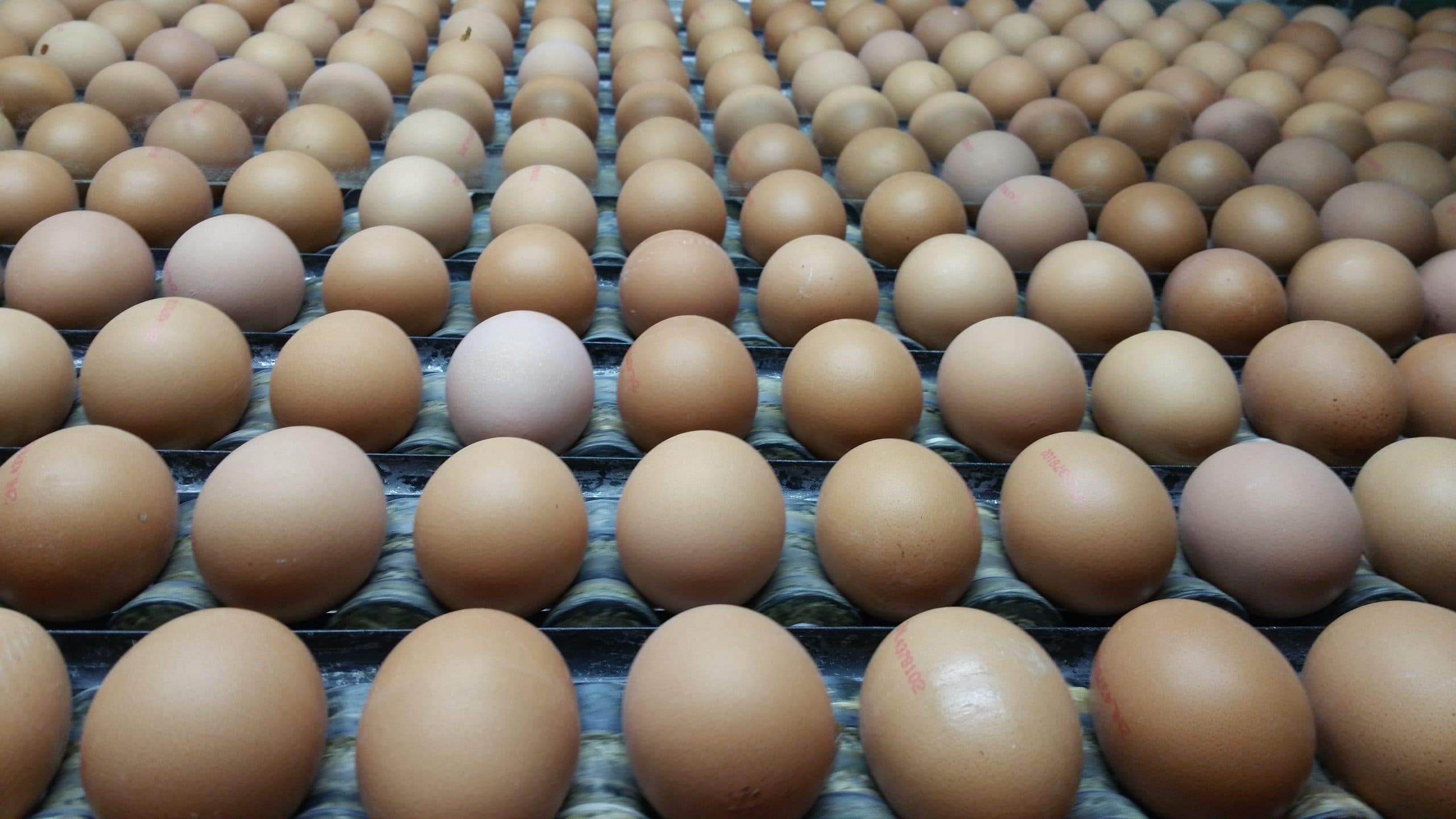 Fresh eggs on the line at Eicom Barneveld