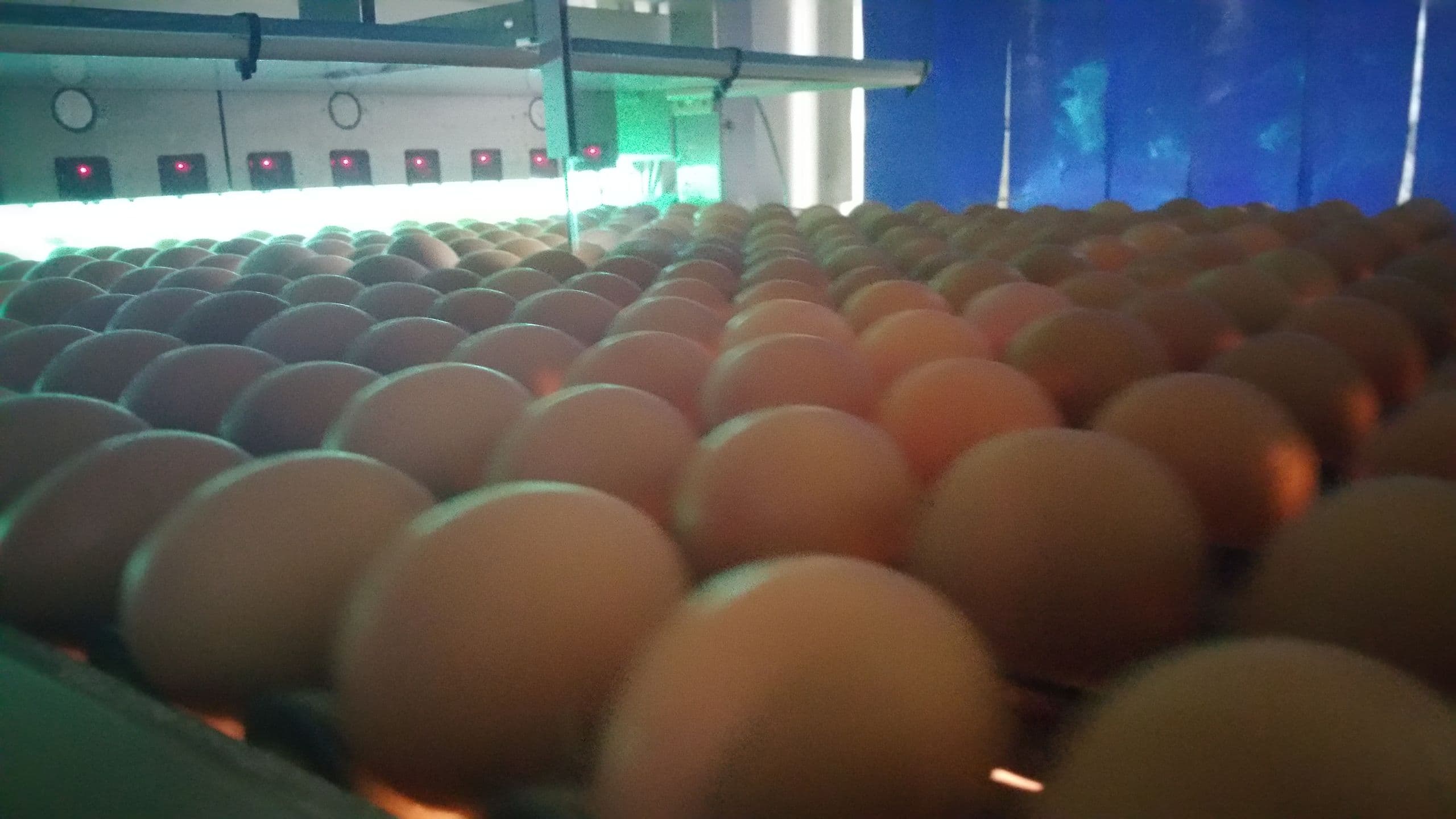 Fresh eggs on the grading line at Eicom Barneveld