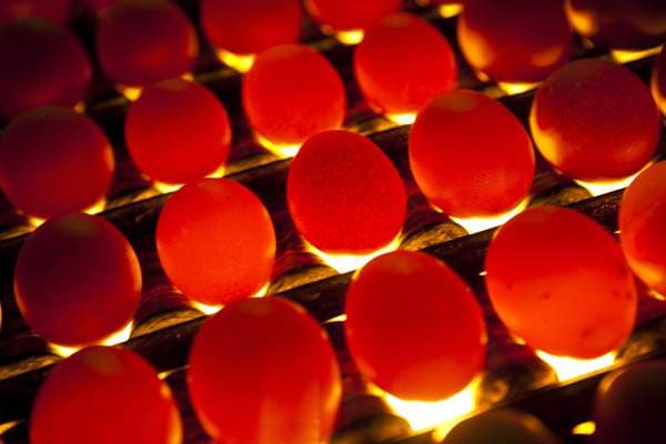 Candling eggs: light reveals hairline cracks and imperfections